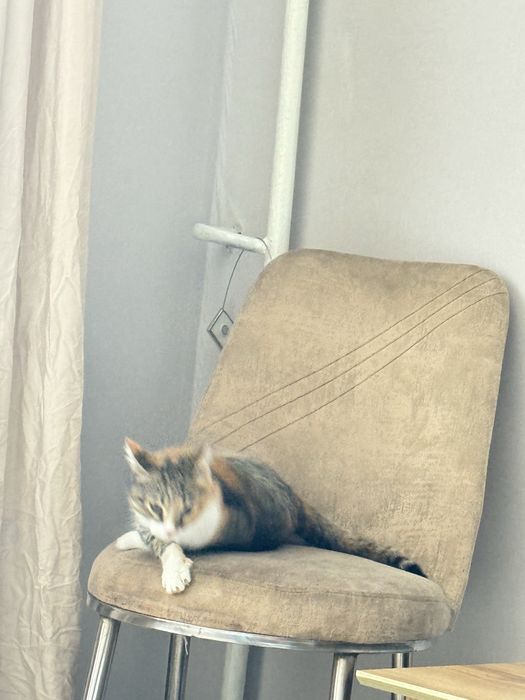 Кошки, мысықтар срочно