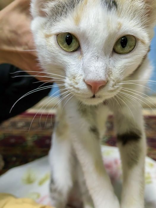 Mushuk hadyaga beriladi