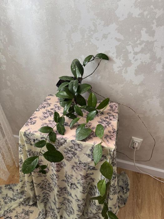 Продам цветы Хойа