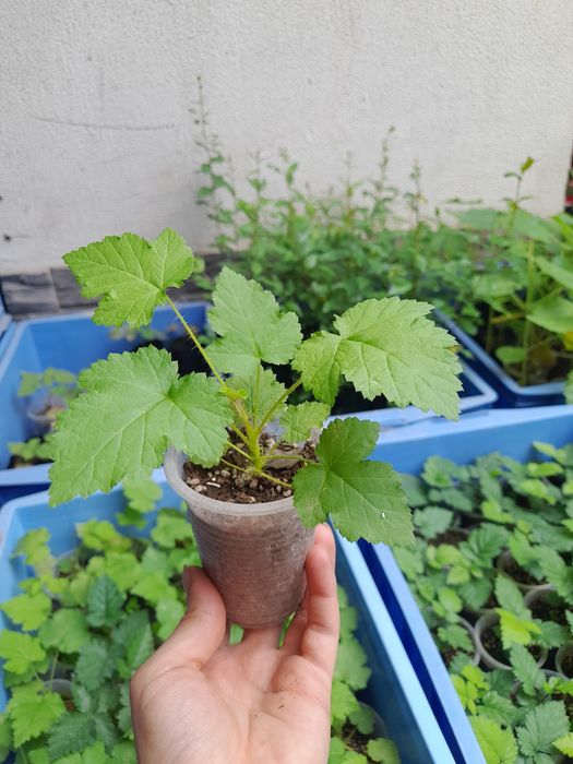 Karamelka Malina ko'chatlari