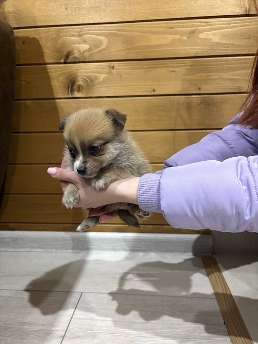 Кученца Померан Шпиц, Казанлък