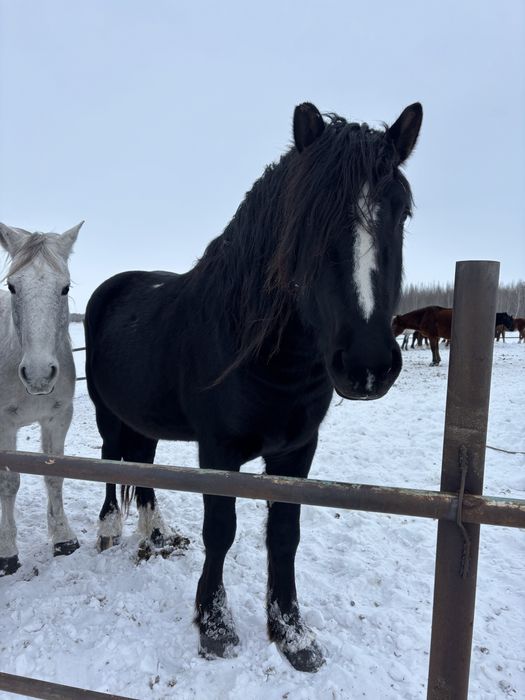 Продам Тяжеловоза