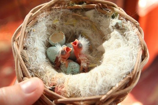 Prodam Kanareyki limonniy. Sayroqi.