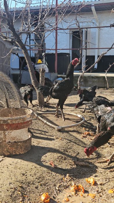 Дакан қораз корейский