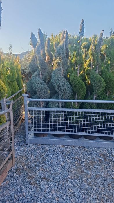 Vând plante ornamentale și livrez