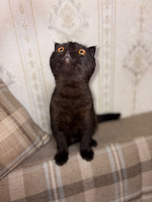 Scottish fold malchik