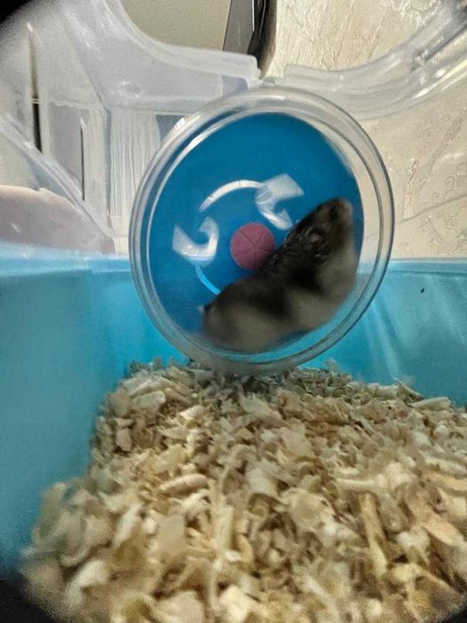 Продам Хомяка с контейнерам