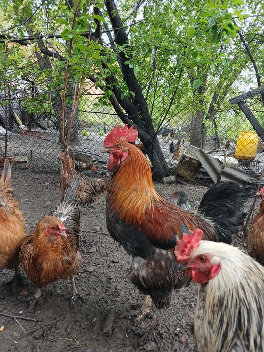 Петухи годовалые, продам.