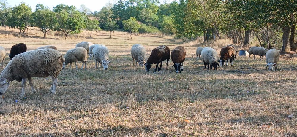 Oi de vânzare, Texel și pătată olandeză