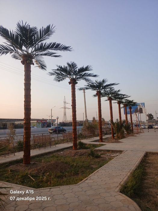 Суний пальма — премиум сифат. Республика бўйича етказиб бериш