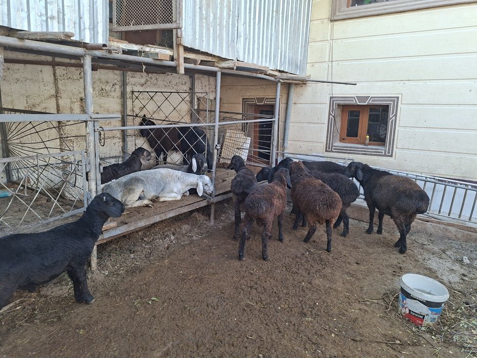 Кучкор барала сотилади  бокилган