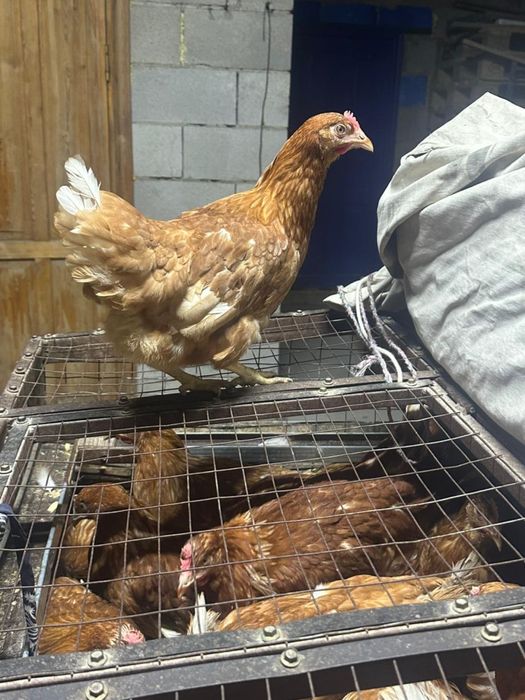 Куры Ломан Браун