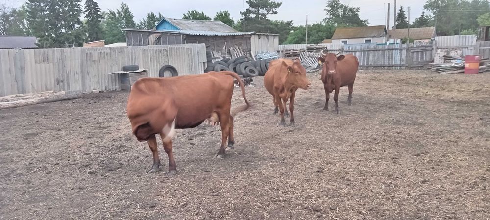 Продам камолых коров