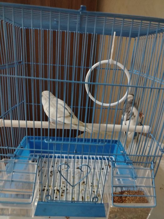 Продам волнистых попугаев мальчик и девочка  срочноо