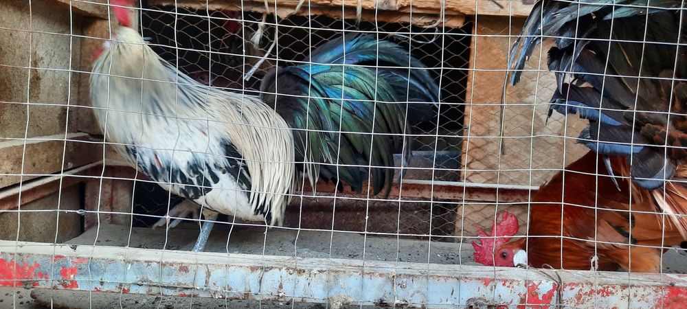 Feniks xo'roz va tovuq