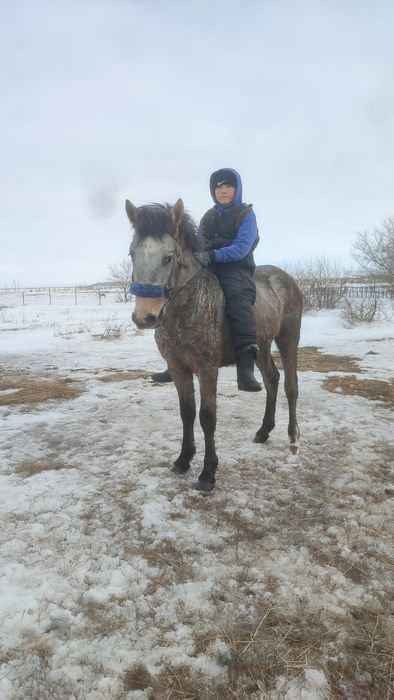 Кунан сатылады минги