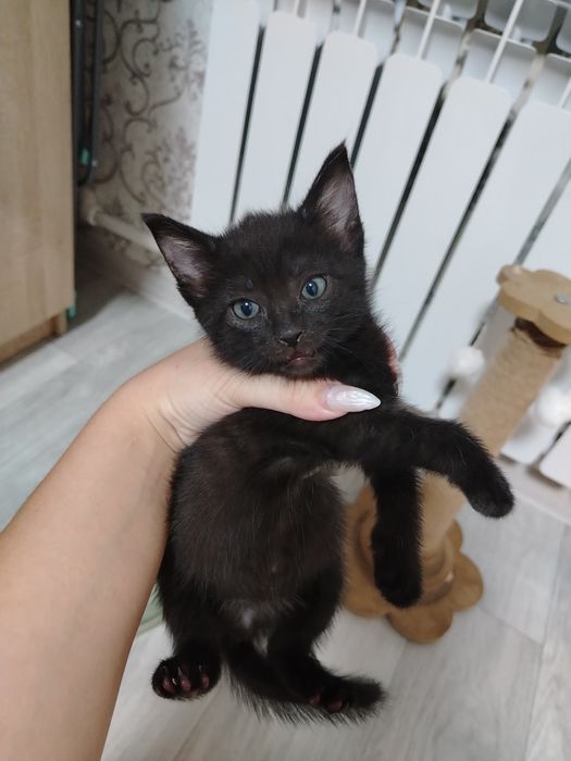 Отдам котенка в добрые руки