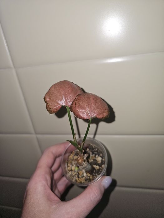 Сингониумы сортовые