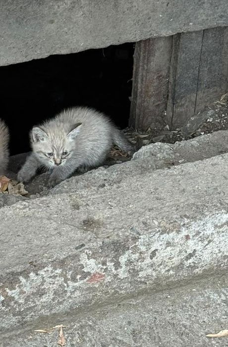 Котята срочно помогите