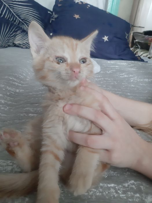 Отдам в хорошие руки