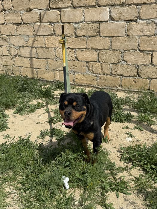 Животных мир Собака