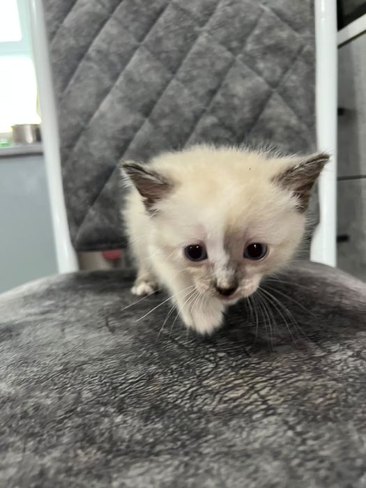 Котята даром, в хорошие руки