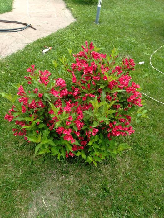 Кустарники цветущие,спирея вейгела гортензия