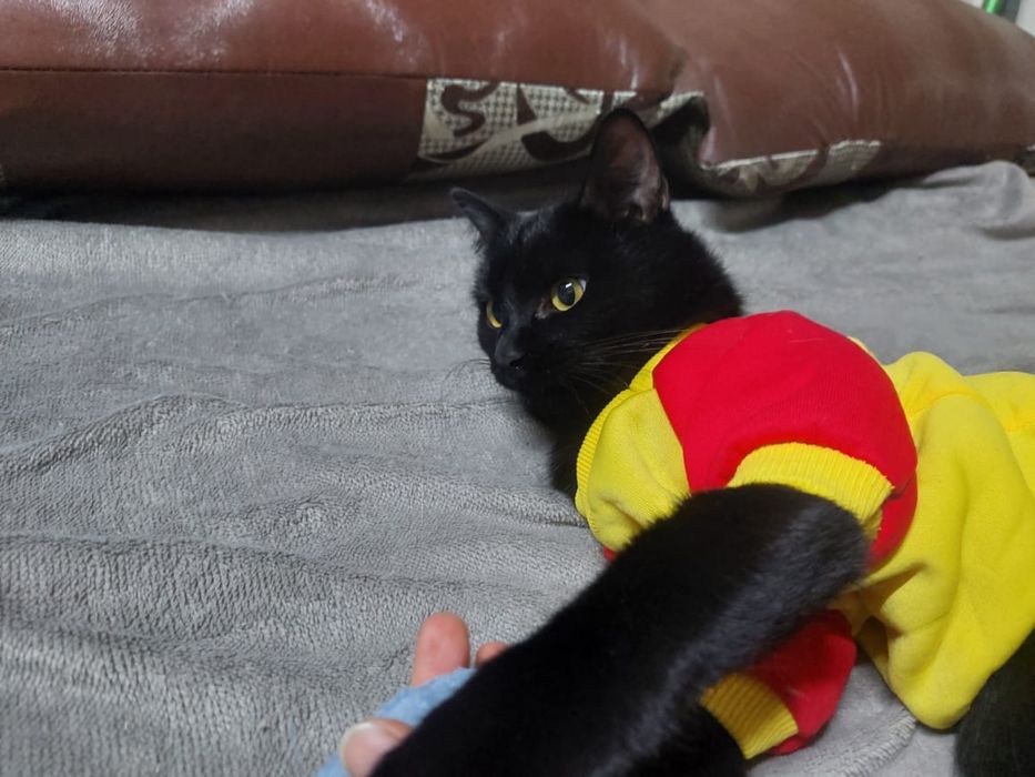 Кошка Саша ищет семью и дом