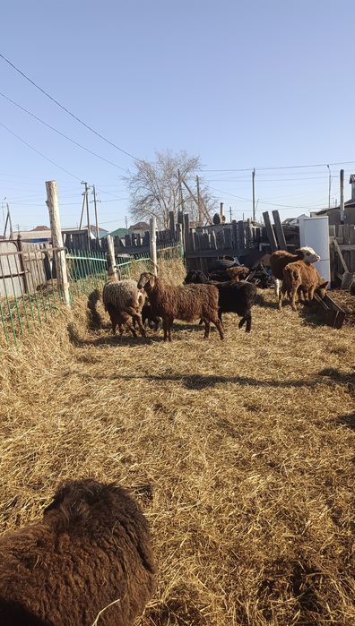 Продам кошкарчиков производителей