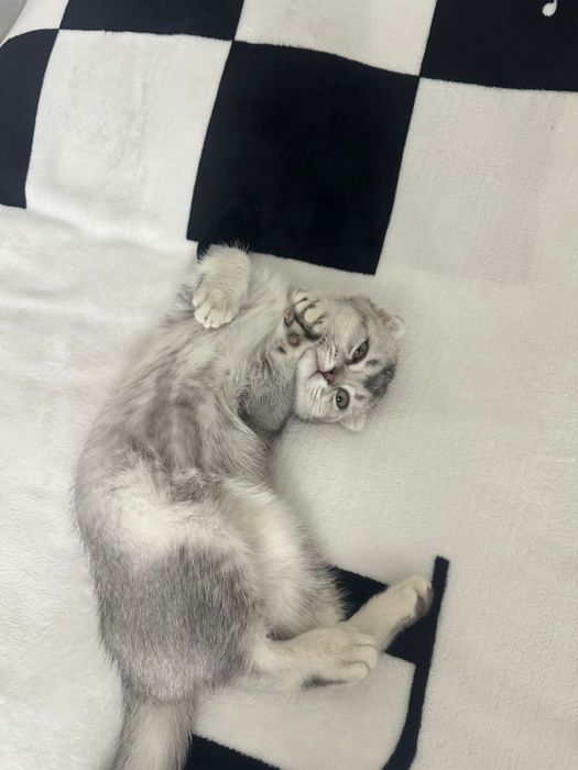 Шотландская вислоухая кошка