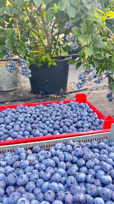 Прясно набрани боровинки от семейна градина – продажба директно от производител