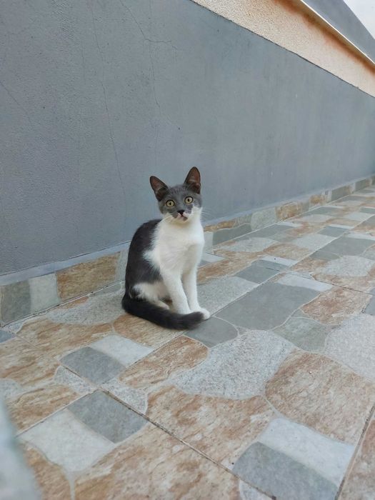 Подарявам котенца