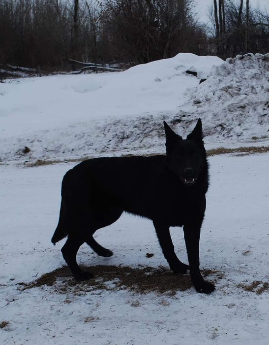 Dresaj canin și pui