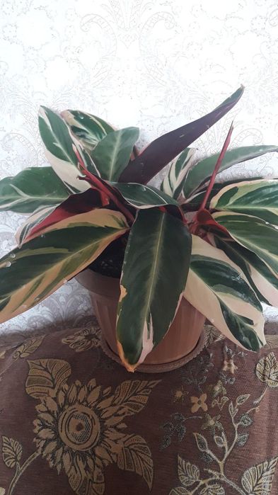 Продам цветы комнатные