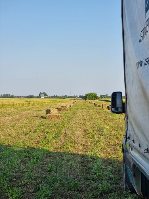 Baloti de lucerna trifoi