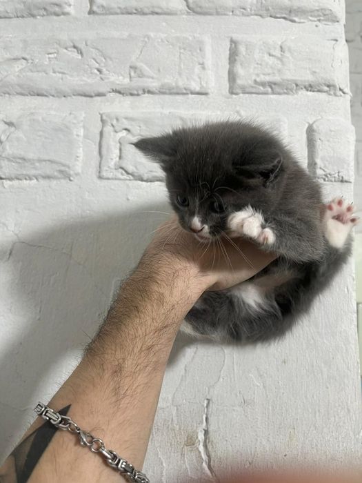 Котята в хорошие руки