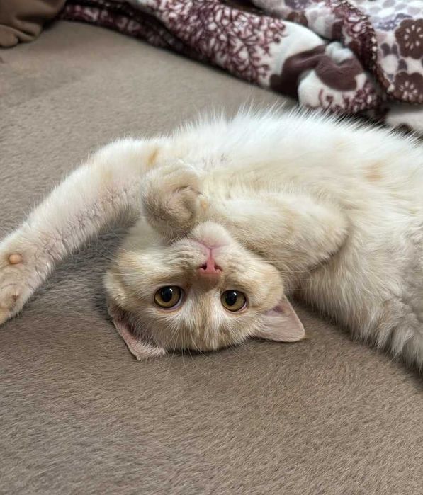 Отдам котенка в добрые руки!