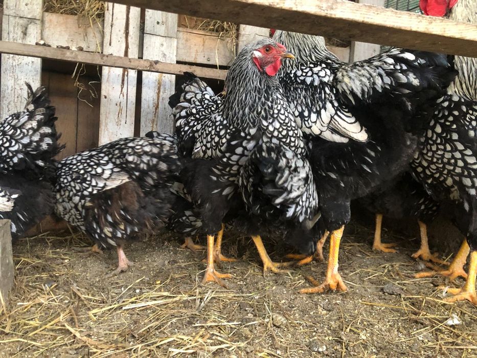 Oua incubator rase mare deosebite