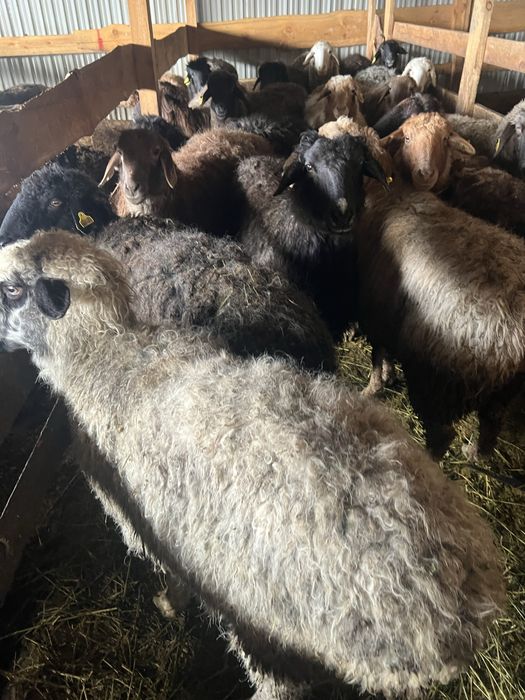 Семіз қой барны овцы