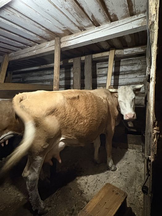 Vaca de vanzare