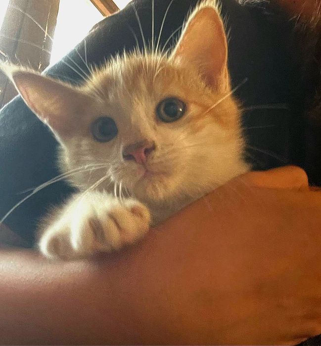 Котята даром в добрые руки