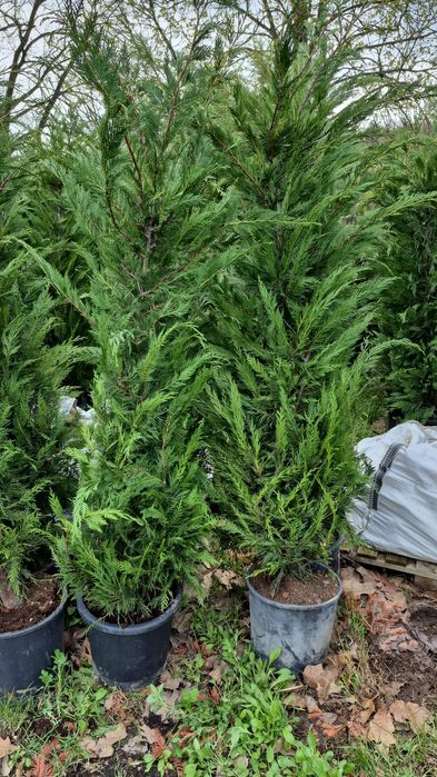 Magnolia  grandiflora