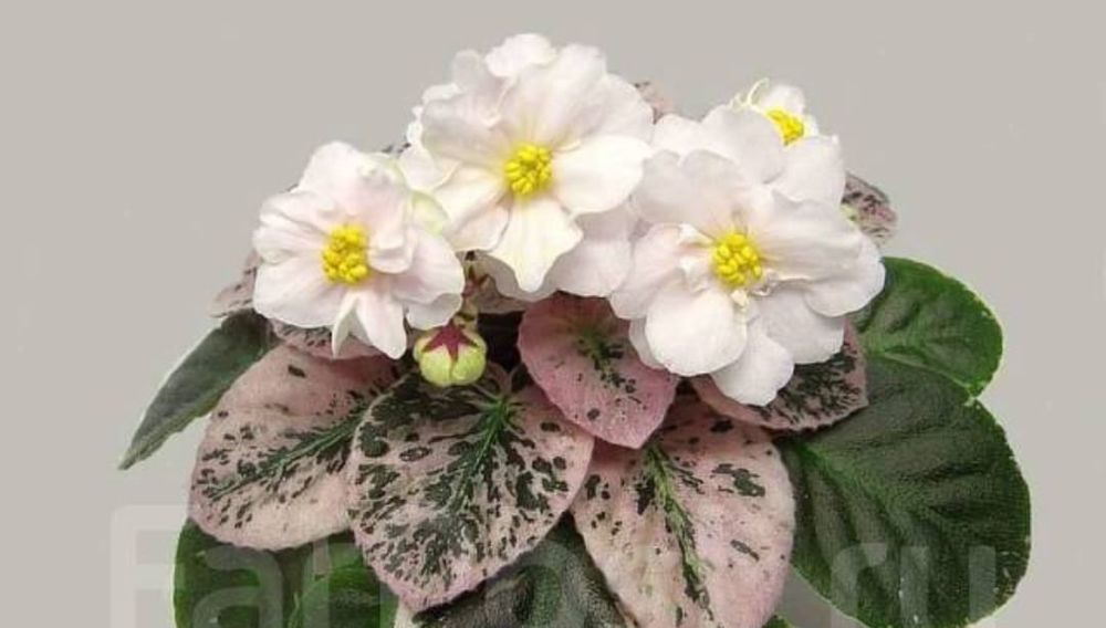 Фиалки. Набор листов