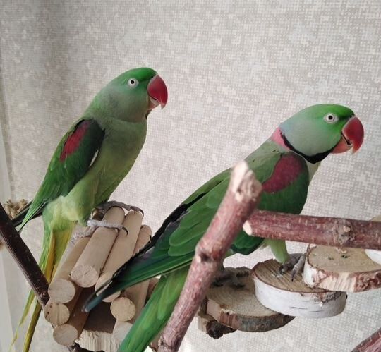 Продам Александрийского птенчика. Вылупился в инкубаторе