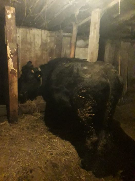 Продам стельную корову