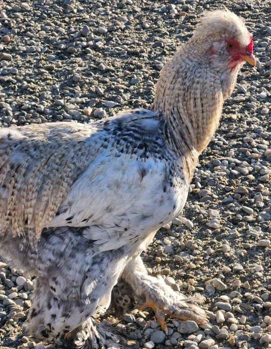 Pasari de rasa si de tăiat