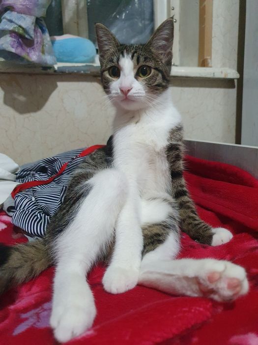 Отдам в добрые руки