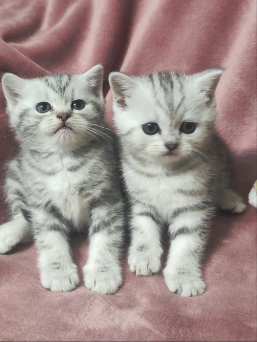 Котики очень красивые