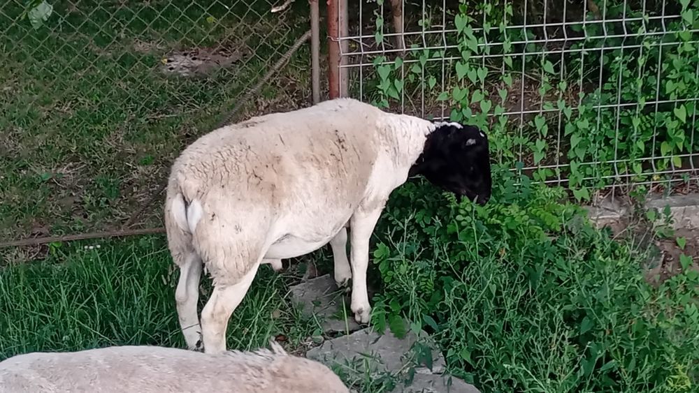 Berbecuț dorper  e bun de monta