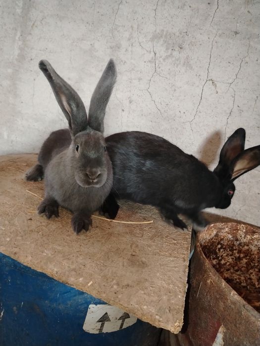 Mascul sí femela fluture german